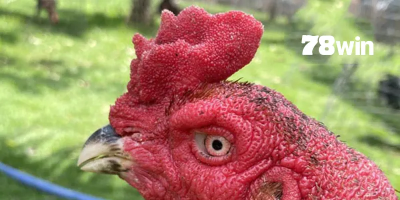 Gà chọi mào hoa khế được xem là giống phổ biến nhất hiện nay