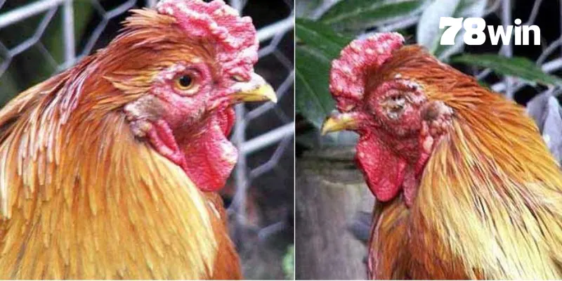 Cách Chữa Gà Bị Đá Mù Mắt Bằng Bài Thuốc Bất Bại Tại 78win 5 Áp dụng các phương pháp tây y bằng thuốc nhỏ mắt cho chiến kê